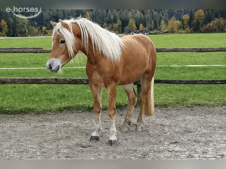 Edelbluthaflinger Wałach 2 lat 148 cm Kasztanowata in Bayrischzell