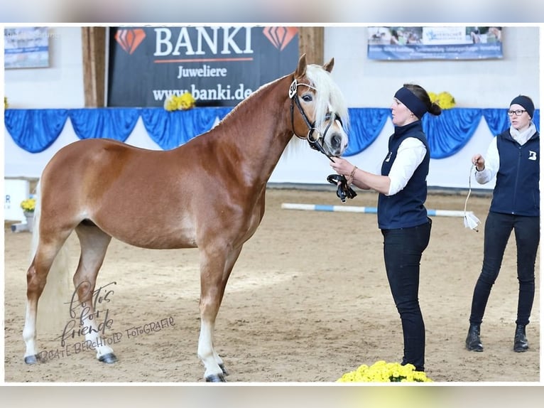 Edelbluthaflinger Wałach 3 lat 147 cm Kasztanowata in Bayreuth