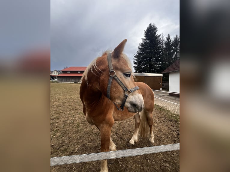 Edelbluthaflinger Wałach 3 lat 148 cm Kasztanowata in Tussenhausen