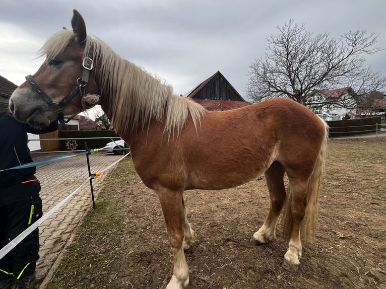 Edelbluthaflinger Wałach 3 lat 148 cm Kasztanowata in Tussenhausen