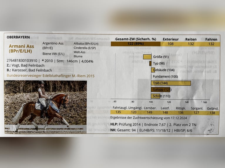 Edelbluthaflinger Wałach 3 lat 148 cm Kasztanowata in Tussenhausen