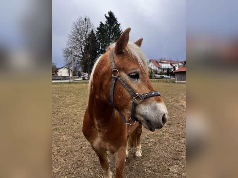 Edelbluthaflinger Wałach 3 lat 148 cm Kasztanowata in Tussenhausen