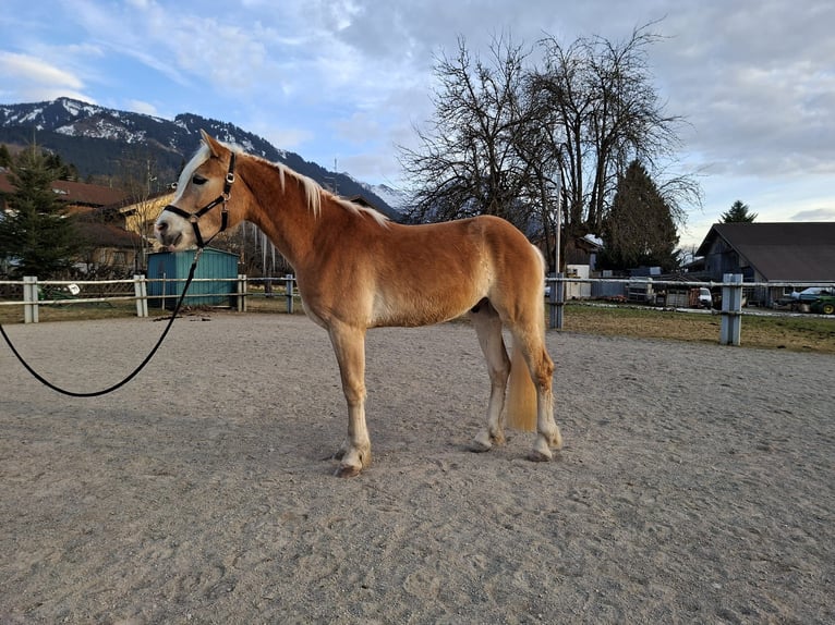 Edelbluthaflinger Wałach 3 lat 150 cm Kasztanowata in Fischen