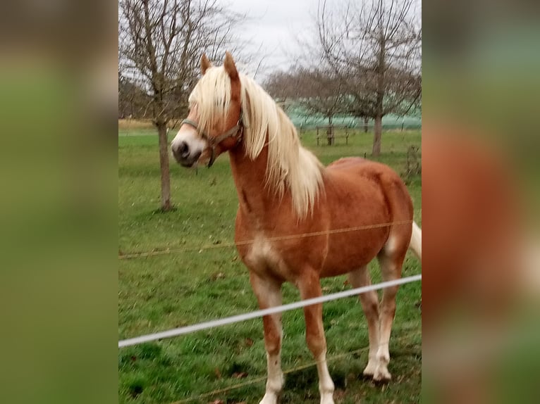 Edelbluthaflinger Wałach 3 lat 150 cm  in Hamm