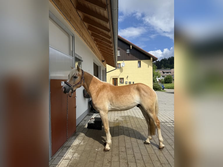 Edelbluthaflinger Wałach 3 lat 154 cm  in Isny im Allgäu