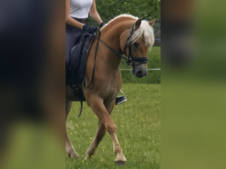 Edelbluthaflinger Wałach 4 lat 146 cm Kasztanowata in Bayrischzell