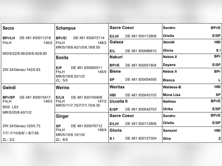 Edelbluthaflinger Wałach 4 lat 155 cm Kasztanowata in Bayrischzell