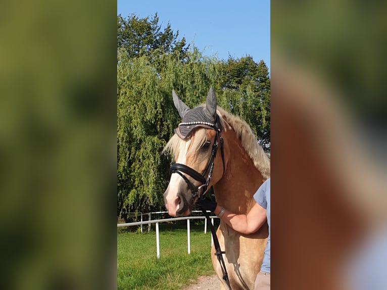 Edelbluthaflinger Wałach 5 lat 149 cm in Mittweida