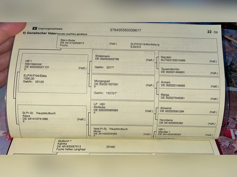 Edelbluthaflinger Wałach 9 lat 146 cm  in Norden