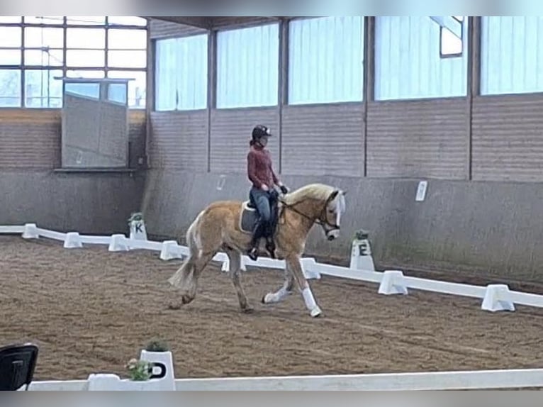 Edelbluthaflinger Wallach 10 Jahre 152 cm Palomino in Berlin