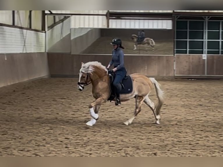 Edelbluthaflinger Wallach 10 Jahre 152 cm Palomino in Berlin