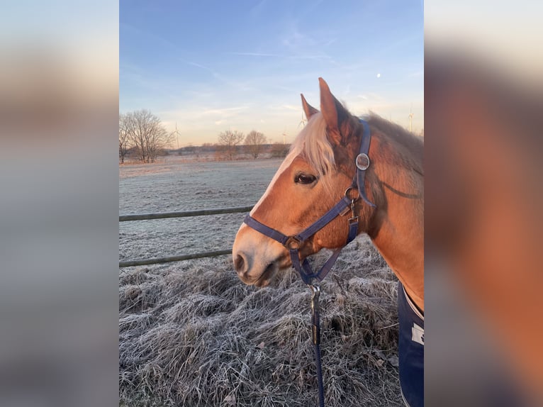 Edelbluthaflinger Wallach 10 Jahre 152 cm Palomino in Berlin