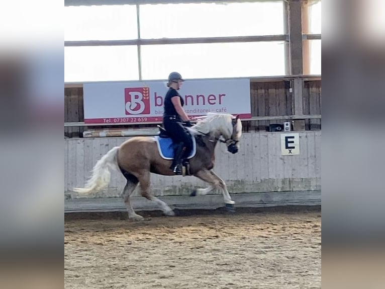 Edelbluthaflinger Wallach 10 Jahre 154 cm Fuchs in Roßhaupten