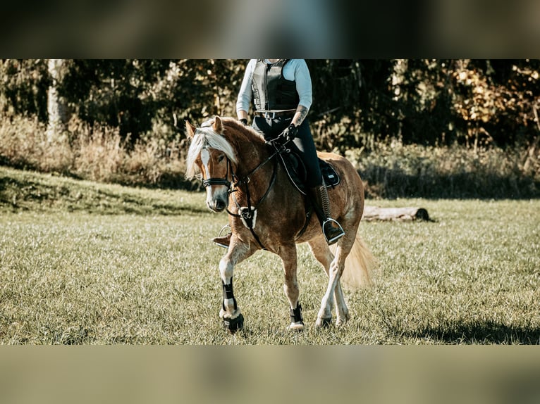 Edelbluthaflinger Wallach 10 Jahre 154 cm Fuchs in Roßhaupten