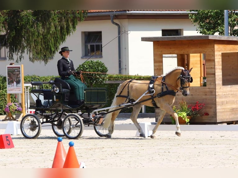 Edelbluthaflinger Wallach 12 Jahre 146 cm Fuchs in Giengen an der Brenz
