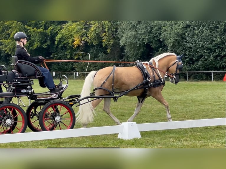 Edelbluthaflinger Wallach 12 Jahre 146 cm Fuchs in Giengen an der Brenz