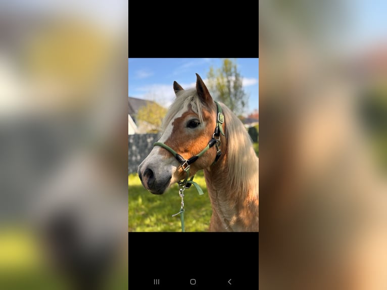 Edelbluthaflinger Wallach 12 Jahre 148 cm Fuchs in Drentwede