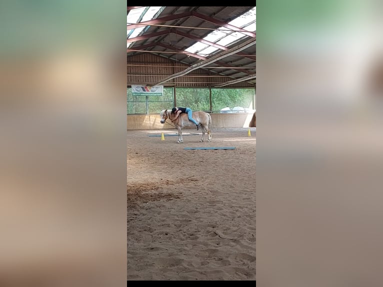 Edelbluthaflinger Wallach 12 Jahre 148 cm Fuchs in Drentwede