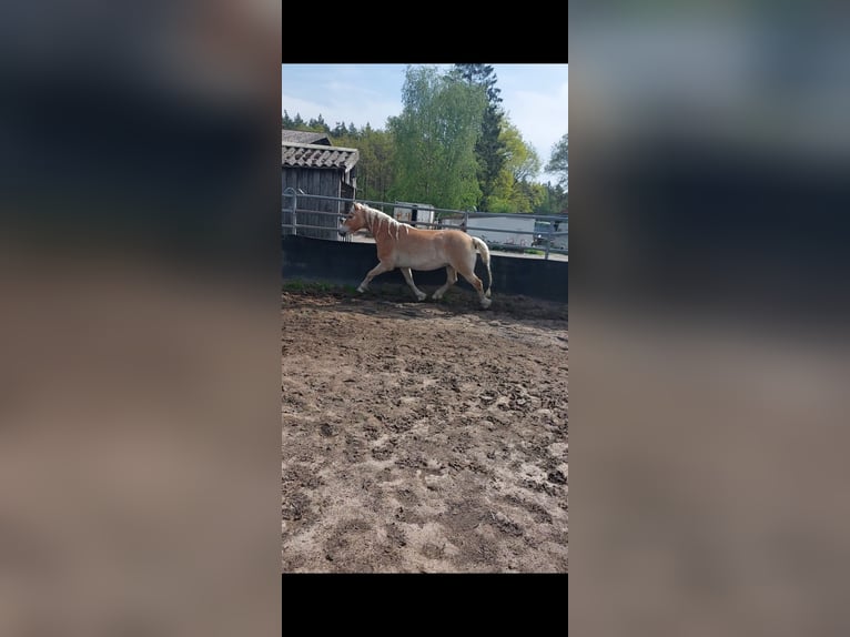 Edelbluthaflinger Wallach 12 Jahre 148 cm Fuchs in Drentwede