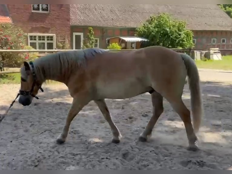 Edelbluthaflinger Wallach 12 Jahre 148 cm Fuchs in Drentwede
