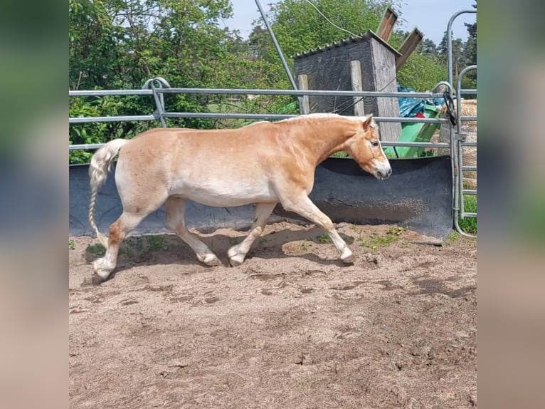 Edelbluthaflinger Wallach 12 Jahre 148 cm Fuchs in Drentwede