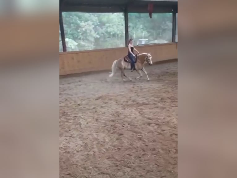 Edelbluthaflinger Wallach 12 Jahre 148 cm Fuchs in Drentwede