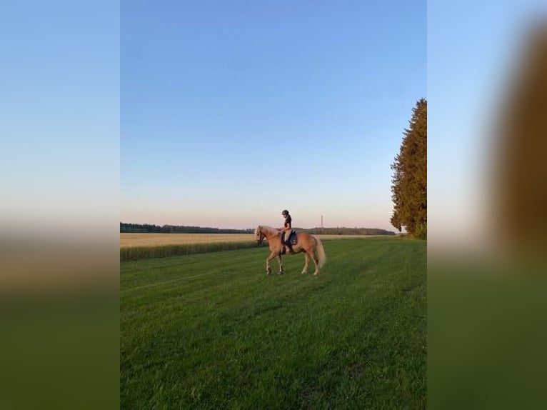 Edelbluthaflinger Wallach 12 Jahre 155 cm Fuchs in Aying