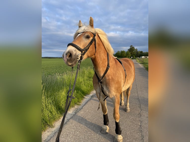 Edelbluthaflinger Wallach 13 Jahre 155 cm Fuchs in Aying