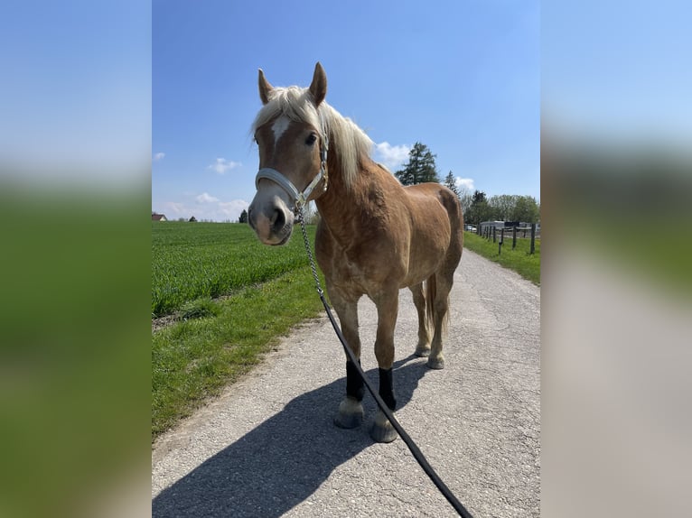 Edelbluthaflinger Wallach 13 Jahre 155 cm Fuchs in Aying