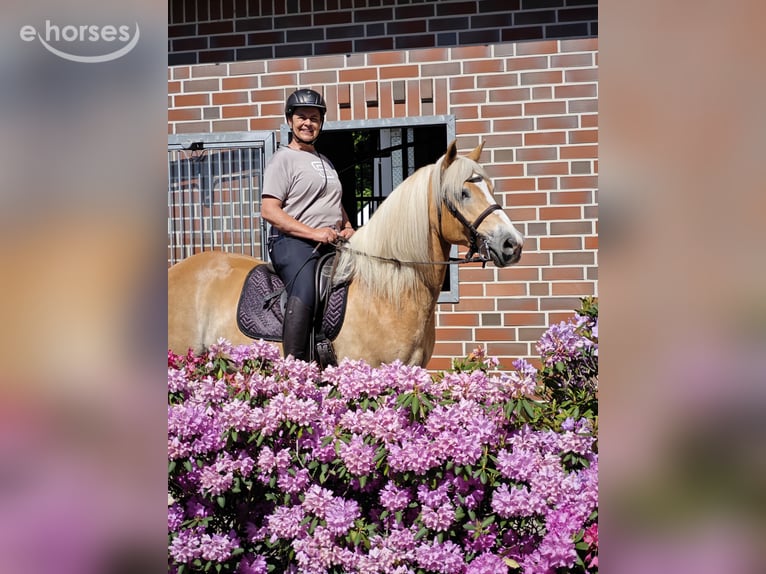 Edelbluthaflinger Wallach 15 Jahre 152 cm Fuchs in Recklinghausen