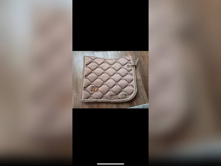 Edelbluthaflinger Wallach 15 Jahre 155 cm Fuchs in Lutherstadt Wittenberg