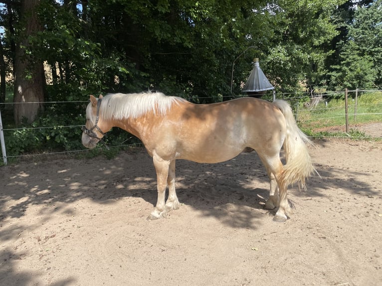 Edelbluthaflinger Wallach 16 Jahre 147 cm Fuchs in Crimmitschau
