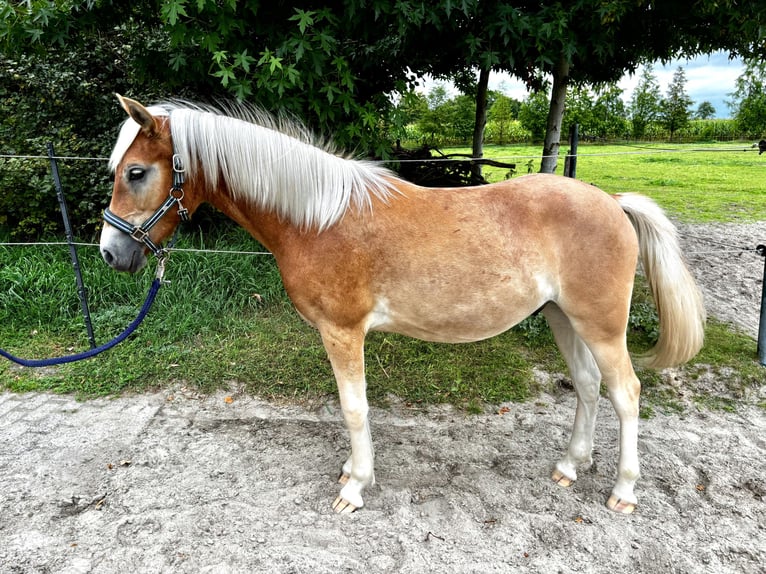 Edelbluthaflinger Wallach 1 Jahr 136 cm in Apen