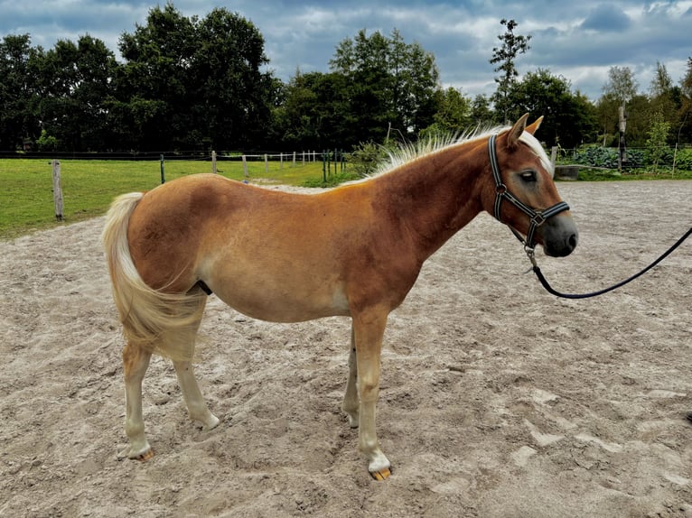 Edelbluthaflinger Wallach 1 Jahr 136 cm in Apen