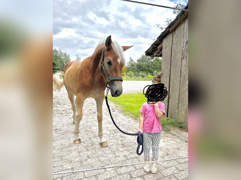 Edelbluthaflinger Wallach 1 Jahr 136 cm in Apen