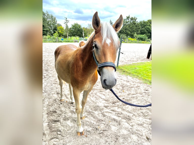 Edelbluthaflinger Wallach 1 Jahr 136 cm in Apen
