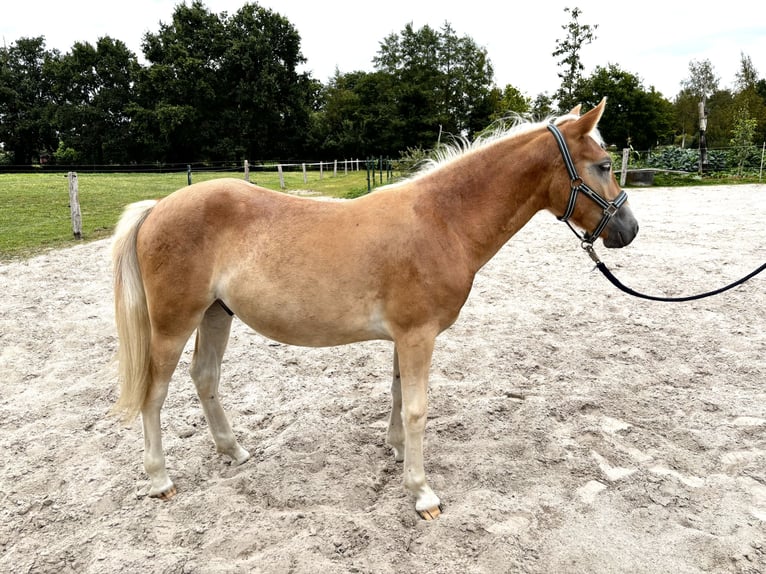 Edelbluthaflinger Wallach 1 Jahr 136 cm in Apen