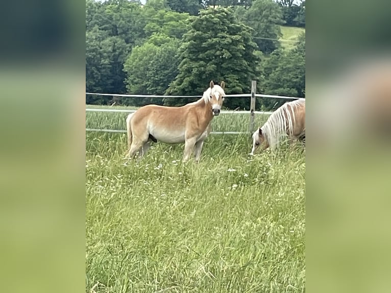 Edelbluthaflinger Wallach 1 Jahr 148 cm Palomino in Scheßlitz