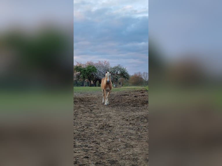 Edelbluthaflinger Wallach 2 Jahre 145 cm in Berg