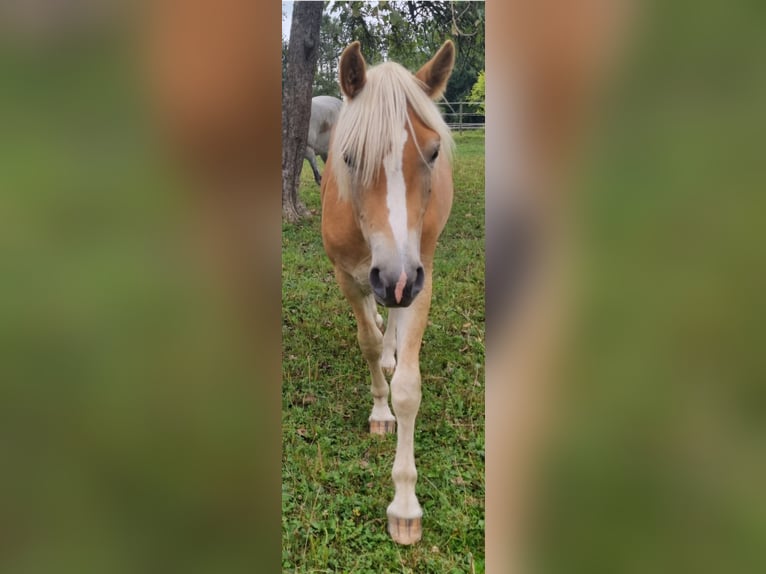 Edelbluthaflinger Wallach 2 Jahre 145 cm in Berg