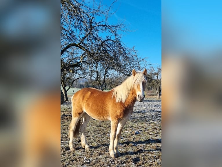 Edelbluthaflinger Wallach 2 Jahre 147 cm in Berg