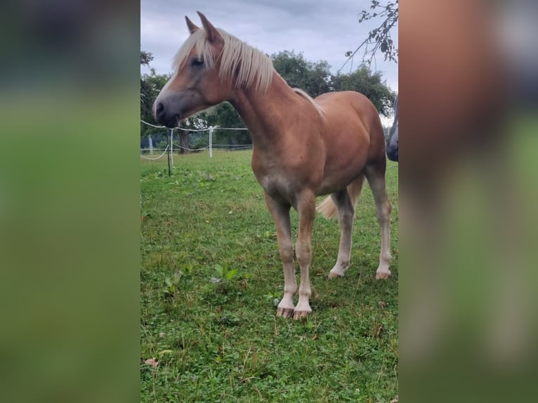 Edelbluthaflinger Wallach 2 Jahre 147 cm in Berg