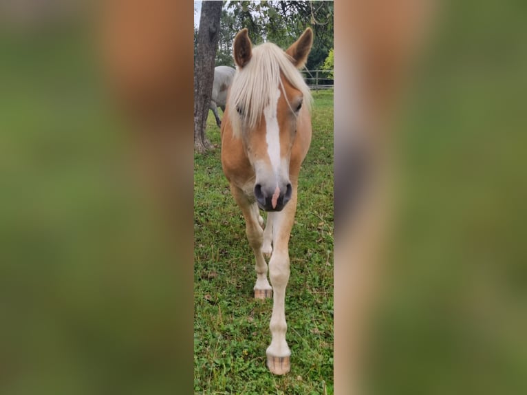 Edelbluthaflinger Wallach 2 Jahre 147 cm in Berg