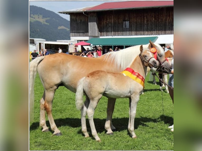 Edelbluthaflinger Wallach 2 Jahre 147 cm in Berg
