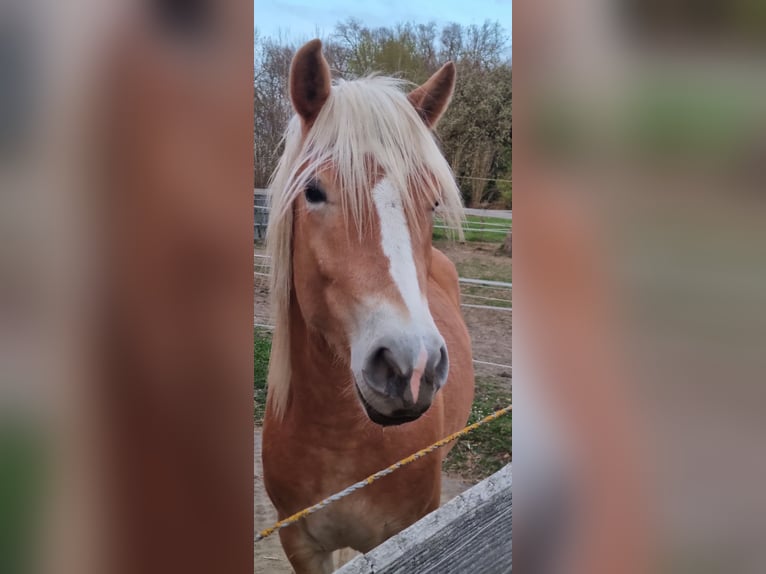 Edelbluthaflinger Wallach 2 Jahre 147 cm in Berg
