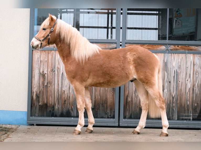 Edelbluthaflinger Wallach 2 Jahre 147 cm Fuchs in Ebermannsdorf