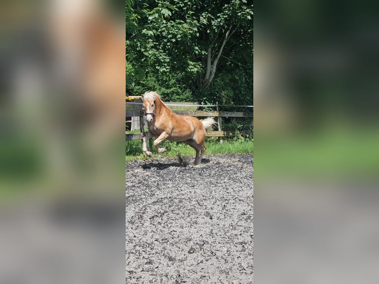 Edelbluthaflinger Wallach 2 Jahre 148 cm in Berg