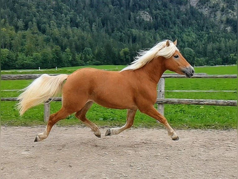 Edelbluthaflinger Wallach 2 Jahre 148 cm Fuchs in Bayrischzell