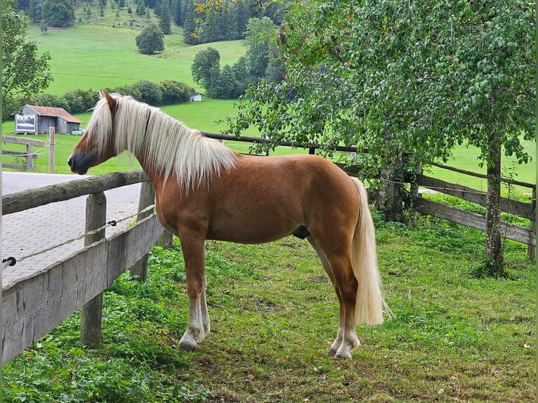 Edelbluthaflinger Wallach 2 Jahre 148 cm Fuchs in Bayrischzell