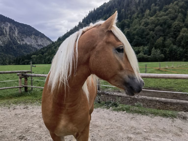Edelbluthaflinger Wallach 2 Jahre 148 cm Fuchs in Bayrischzell